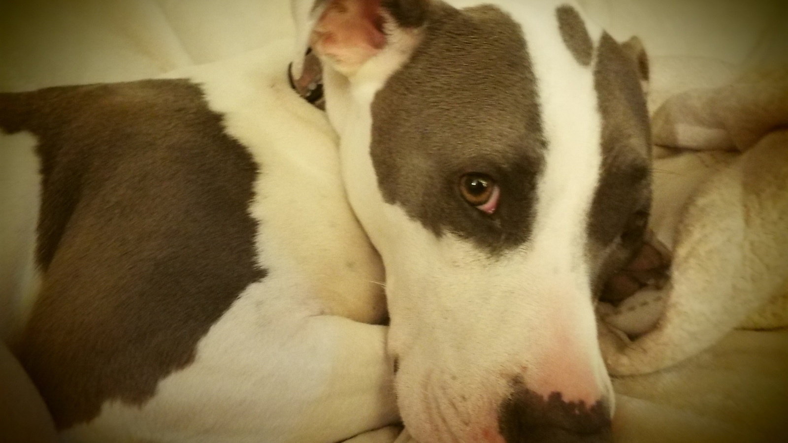 Petition · Stop Unnecessary Dog Breed Bans on US Military Bases