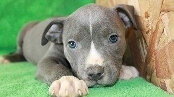 pitbull cachorros