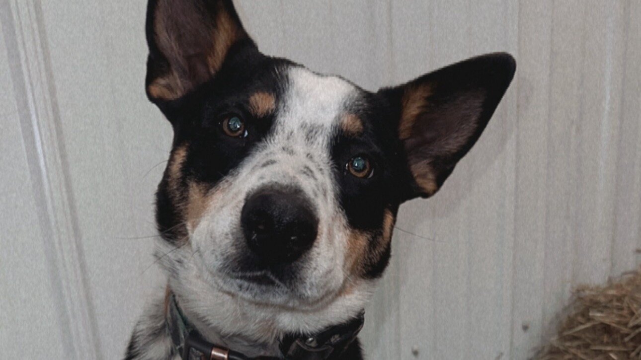 Petition · Mandate Spaying/Neutering for Dogs in Murfreesboro, TN to