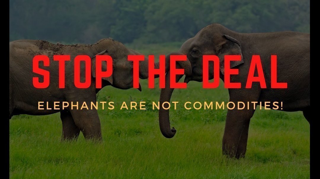 Petition Stop The Deal Fort Worth Zoo And African Lion Safari Change Org