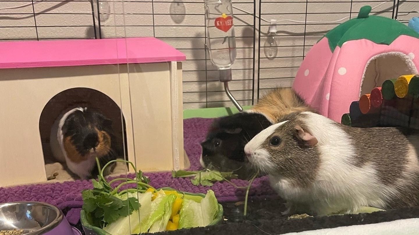 Petition · Stop the sale of Guinea pigs ·