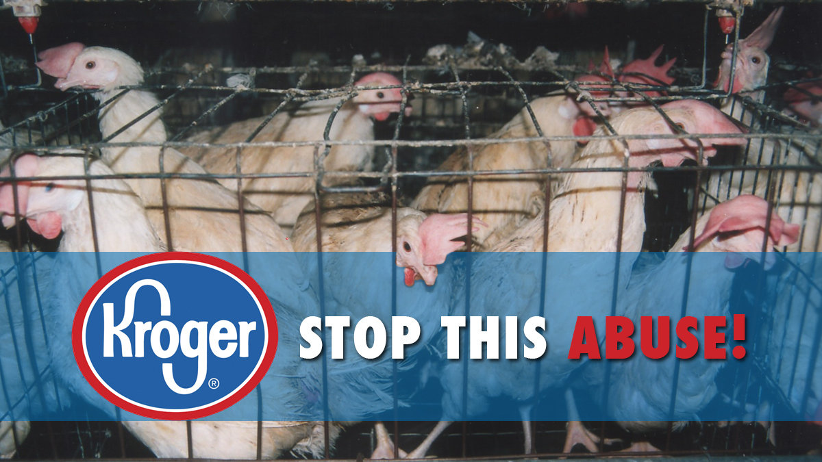 Petition · Tell Kroger to Stop Caging Hens Cincinnati, United States