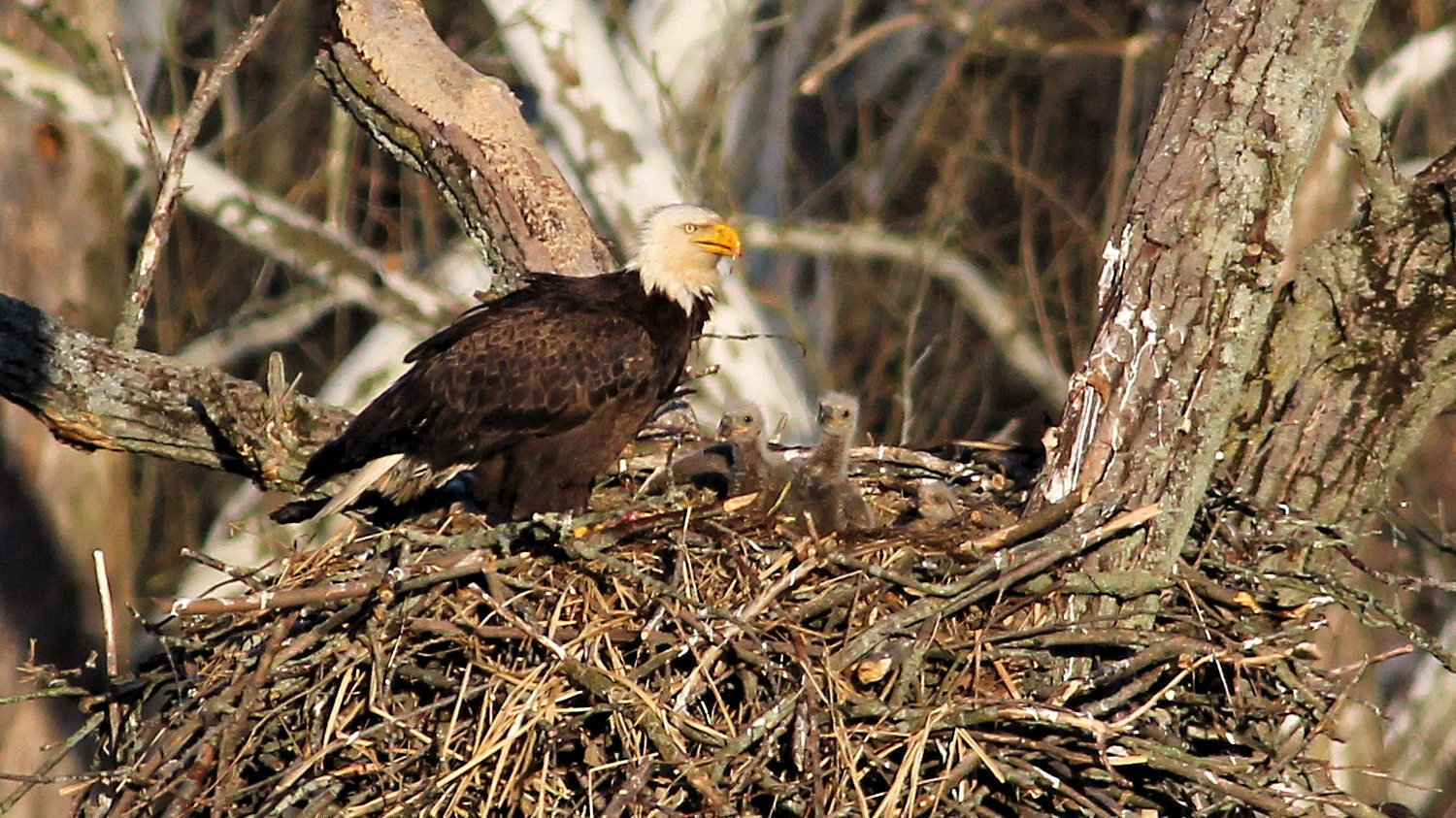 Petition · Help Protect the Migratory Bird Treaty Act (MBTA) - United