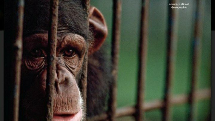 Petition · Ban keeping animals in zoos as entertainment for humans ...