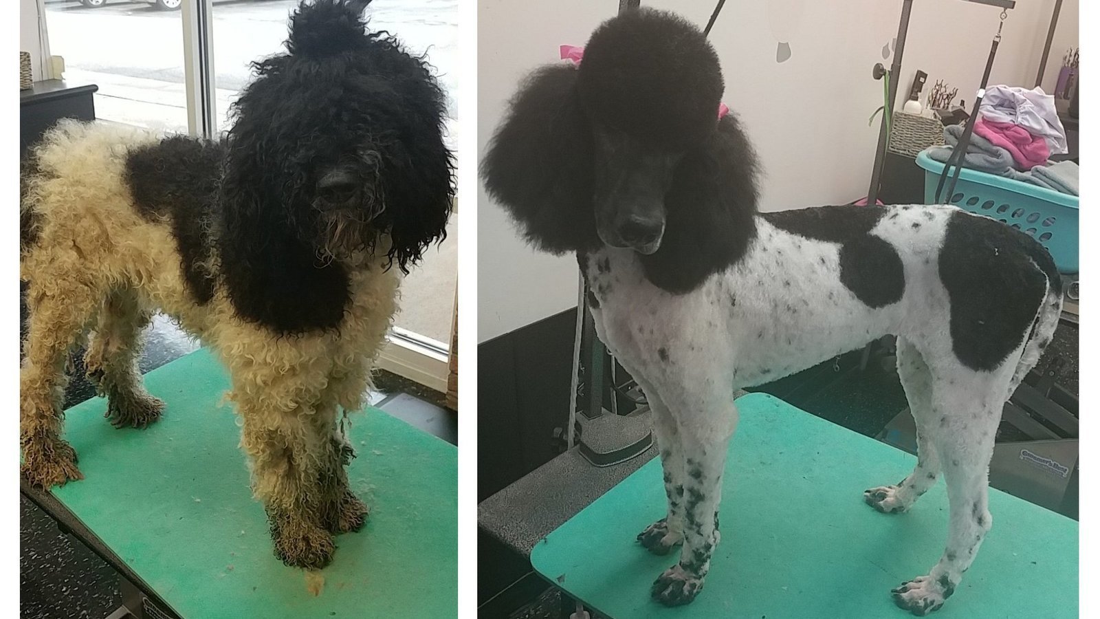 Petition · Allow grooming salons in Indiana to reopen as essential ...