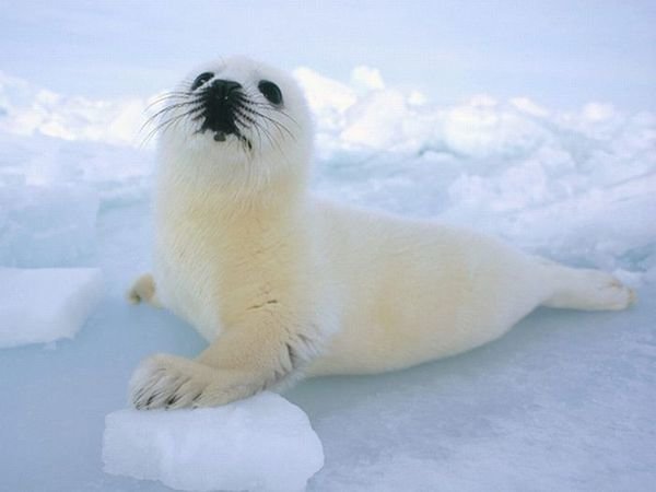 Petition · Stop killing baby seals for a sport! · Change.org
