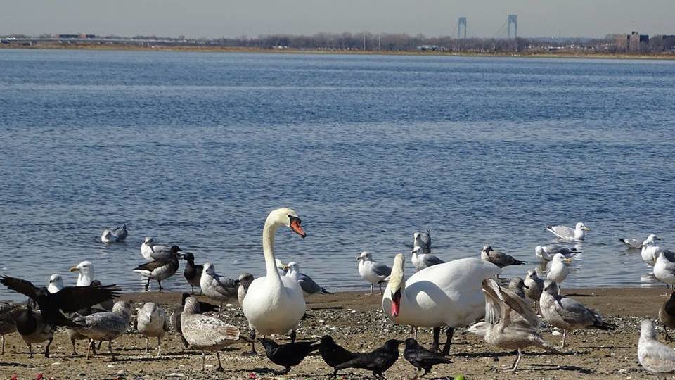 Petition · Save New York's Mute Swans New York, United States ·