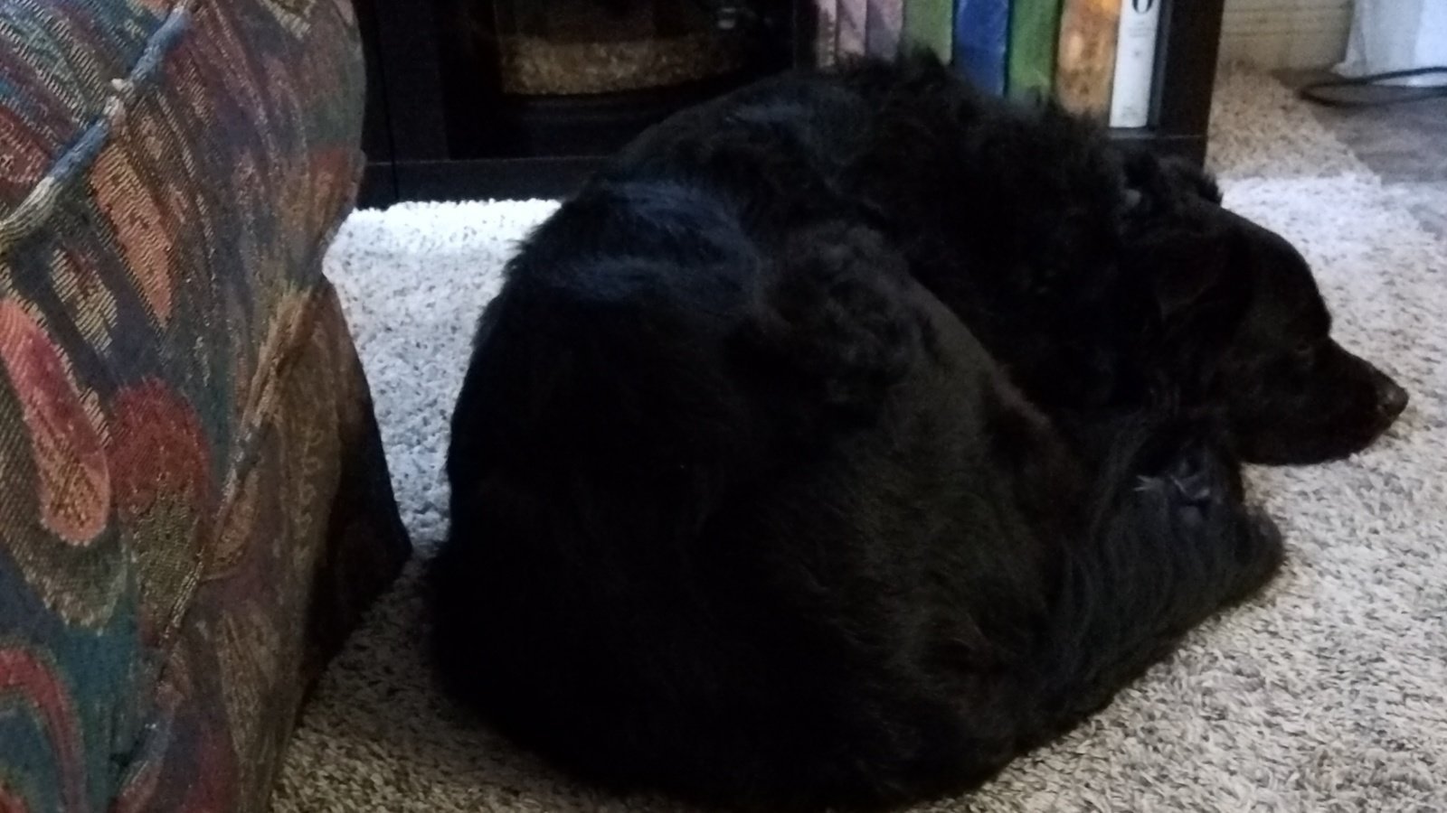 Petition · Let me visit my dog in quarantine. ·