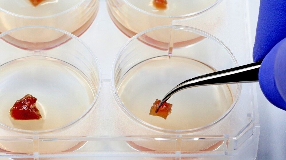 Petition · Keep LabGrown Meat Out of Schools! United States ·