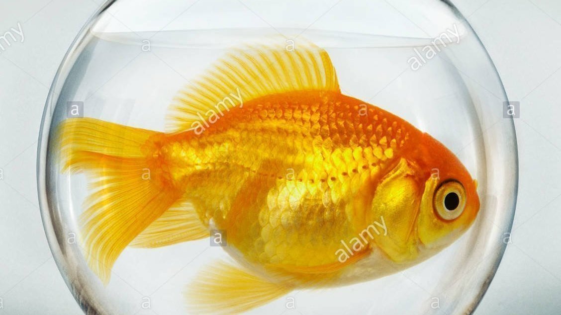 Petition · Ban goldfish bowls for goldfish in Singapore ·