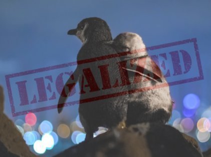 Petition · Making penguins legal in Ontario. - Canada · Change.org