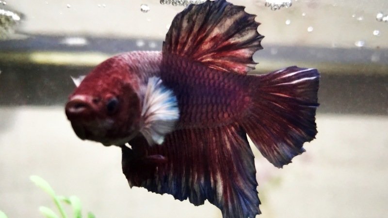 Petition Petco Eliminate Fish Bowls From Pet Stores Change Org