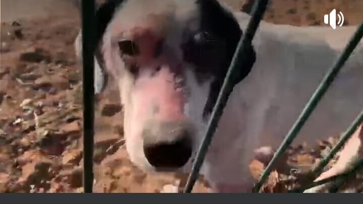 Pétition · Sauvez de l'enfer 250 chiens volés dans le refuge Adan à ...