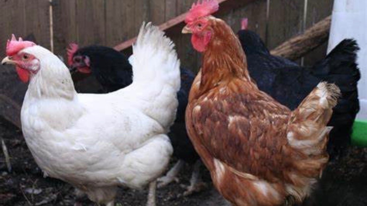 Petition · Change Ordinance Codes in Hopkinsville to allow CHICKENS in