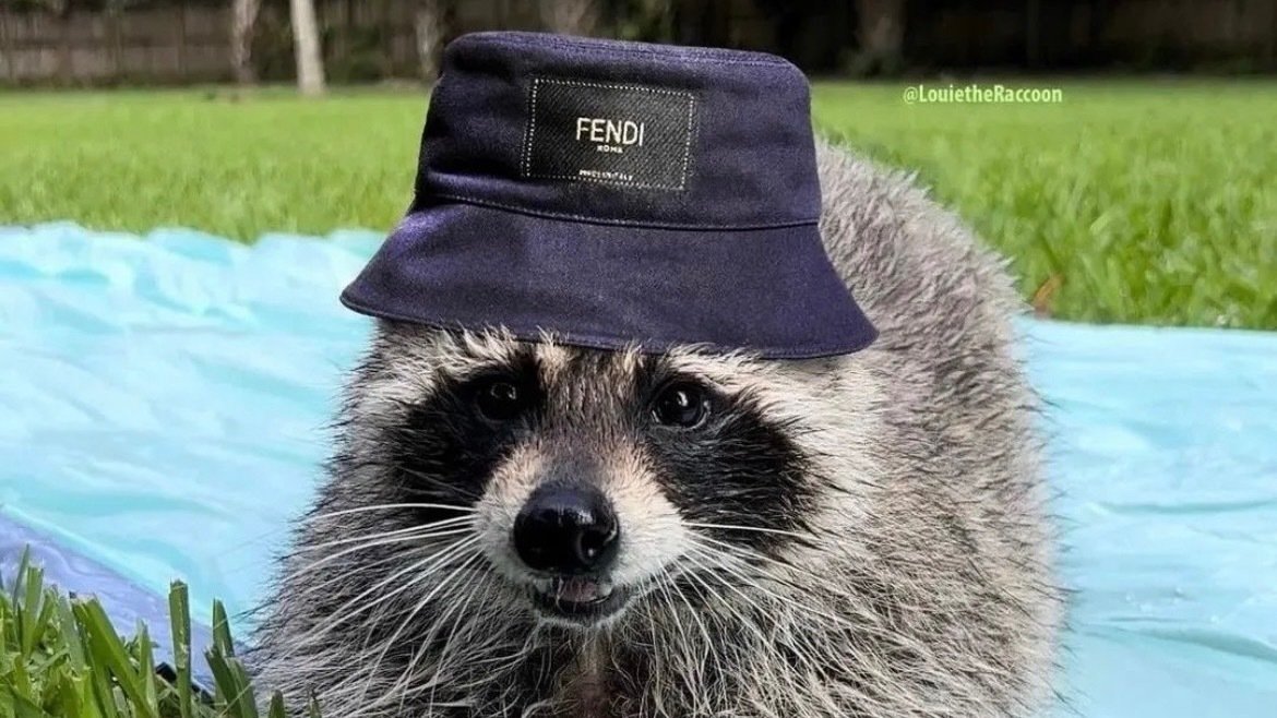 Petition · LEGALIZE HAVING PET RACCOONS ·