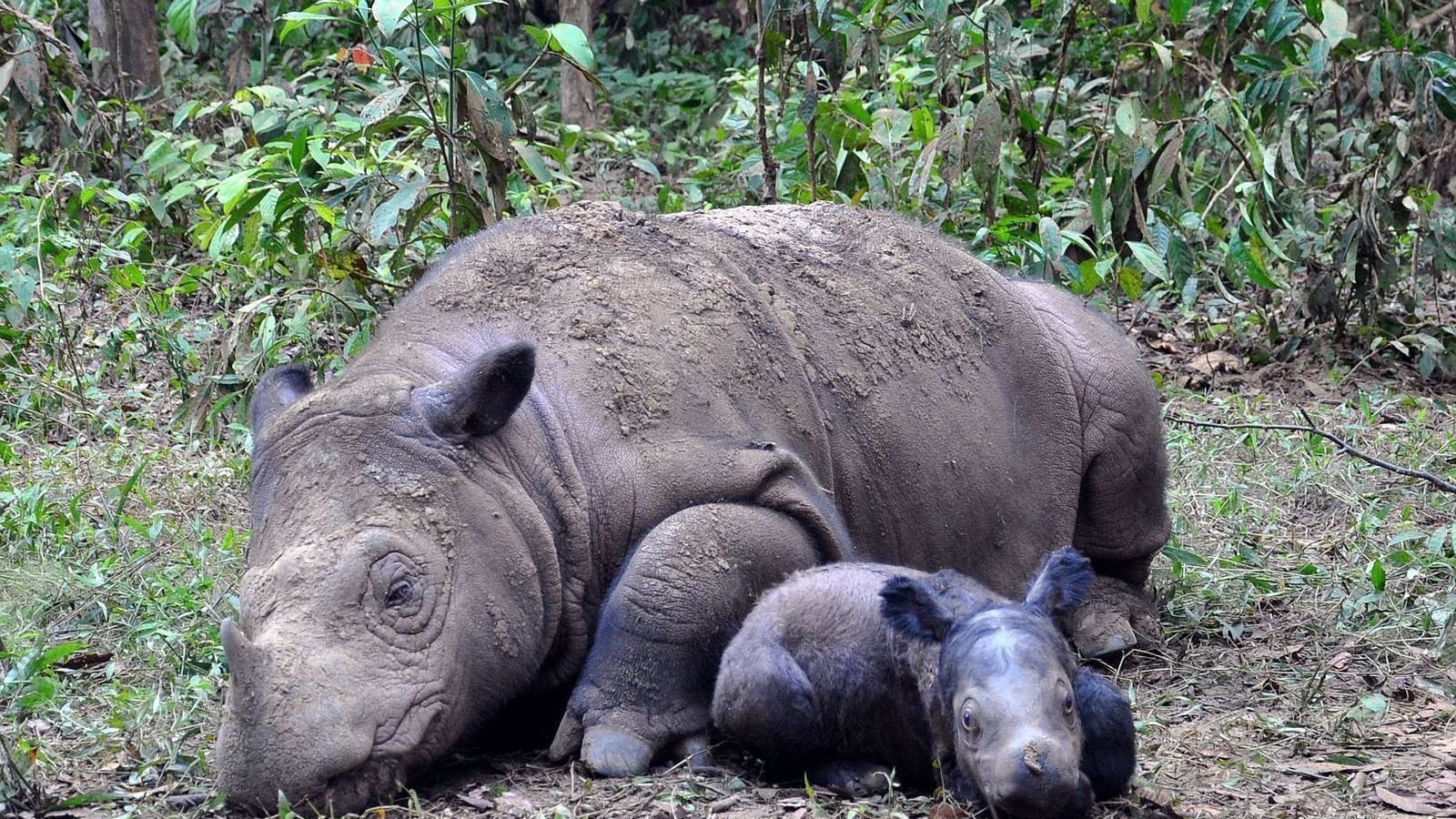 Petition · Save the Sumatran & Javen Rhinos ·
