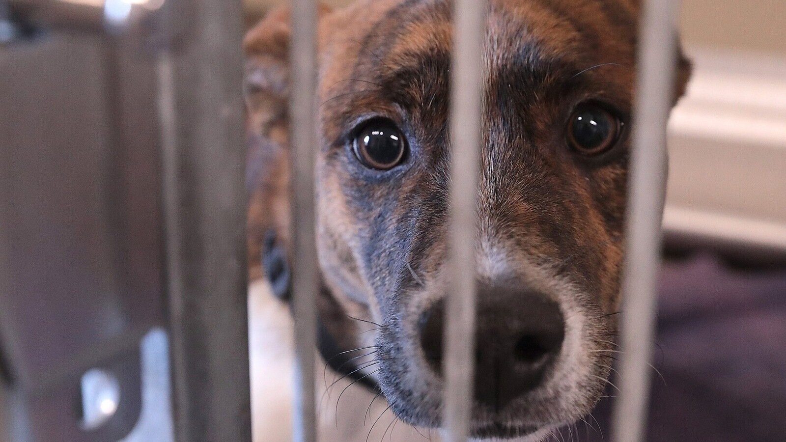 Petition · End Breed and Weight Restrictions for Dogs in Rental