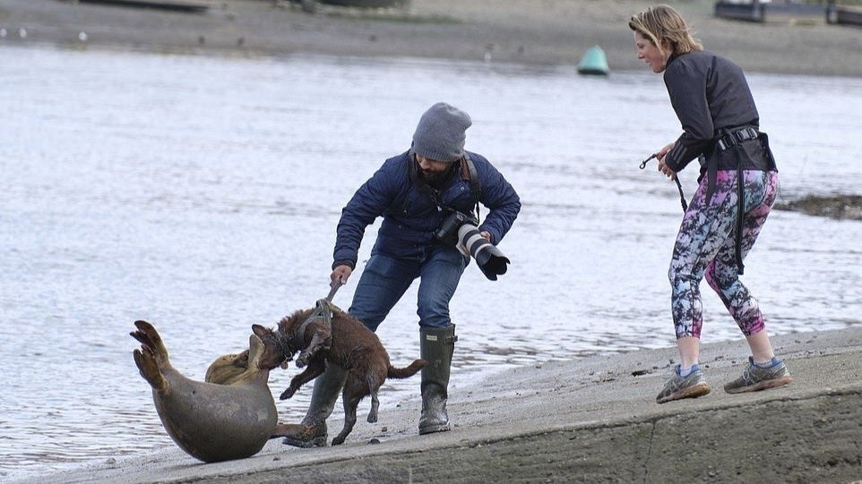 Petition · Make it law that dog's must be kept on leads at all times in