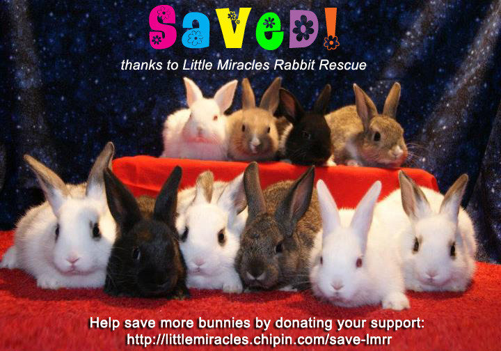 Petition · Save Little Miracles Rabbit Rescue! United States ·