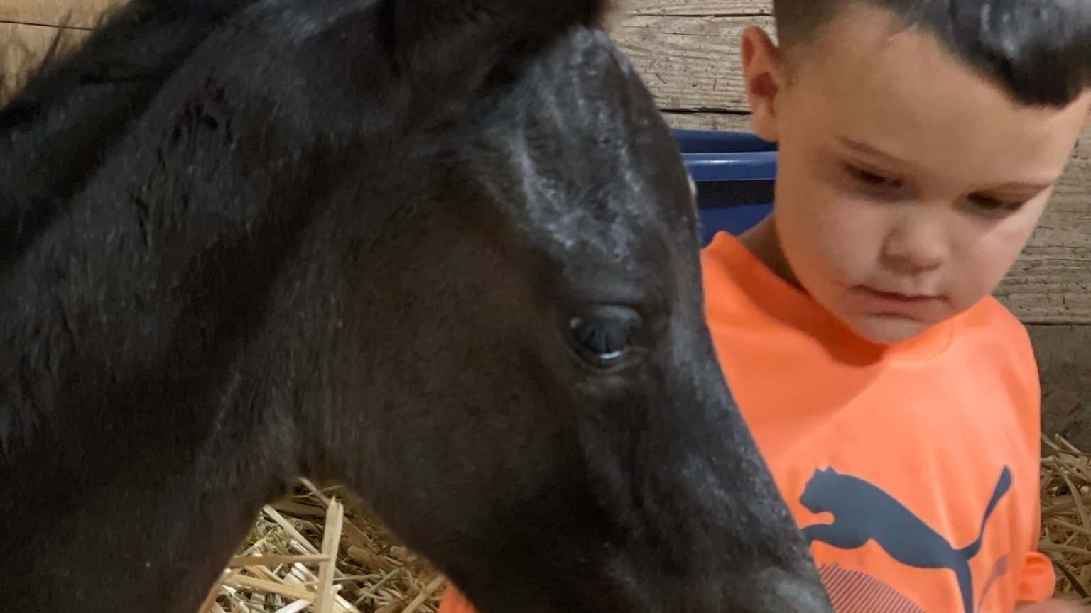 Petition · Give Equine Breeders Recognition and Acknowledgement