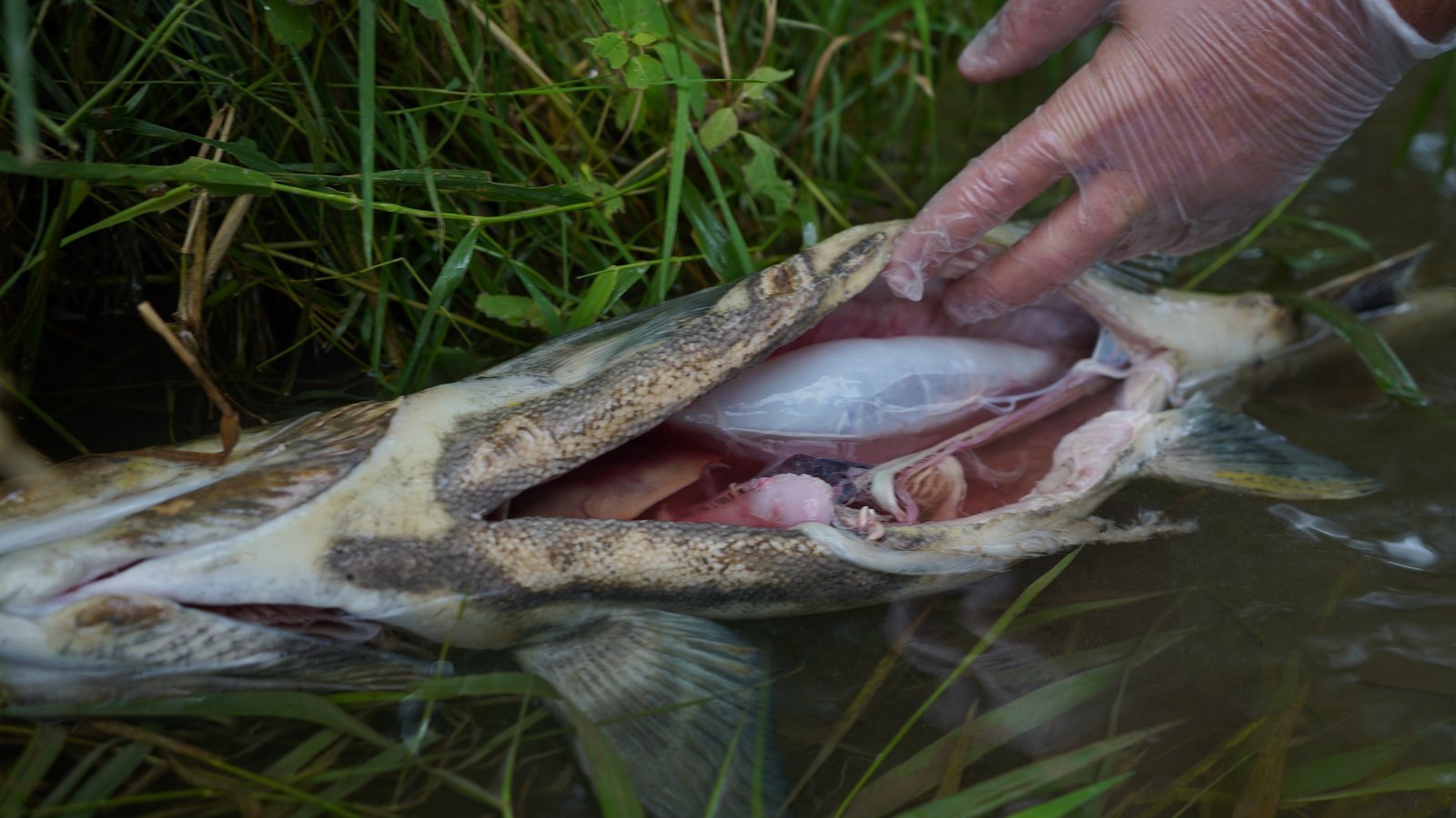 Petition · Abuse of Salmon Poaching, Bait, Abuse, and Wasteful