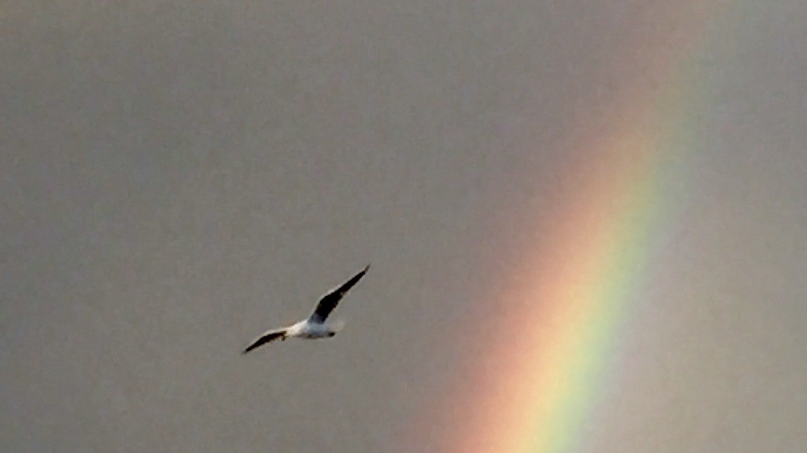 Petition · Remove civil case statute of limitations for victims of