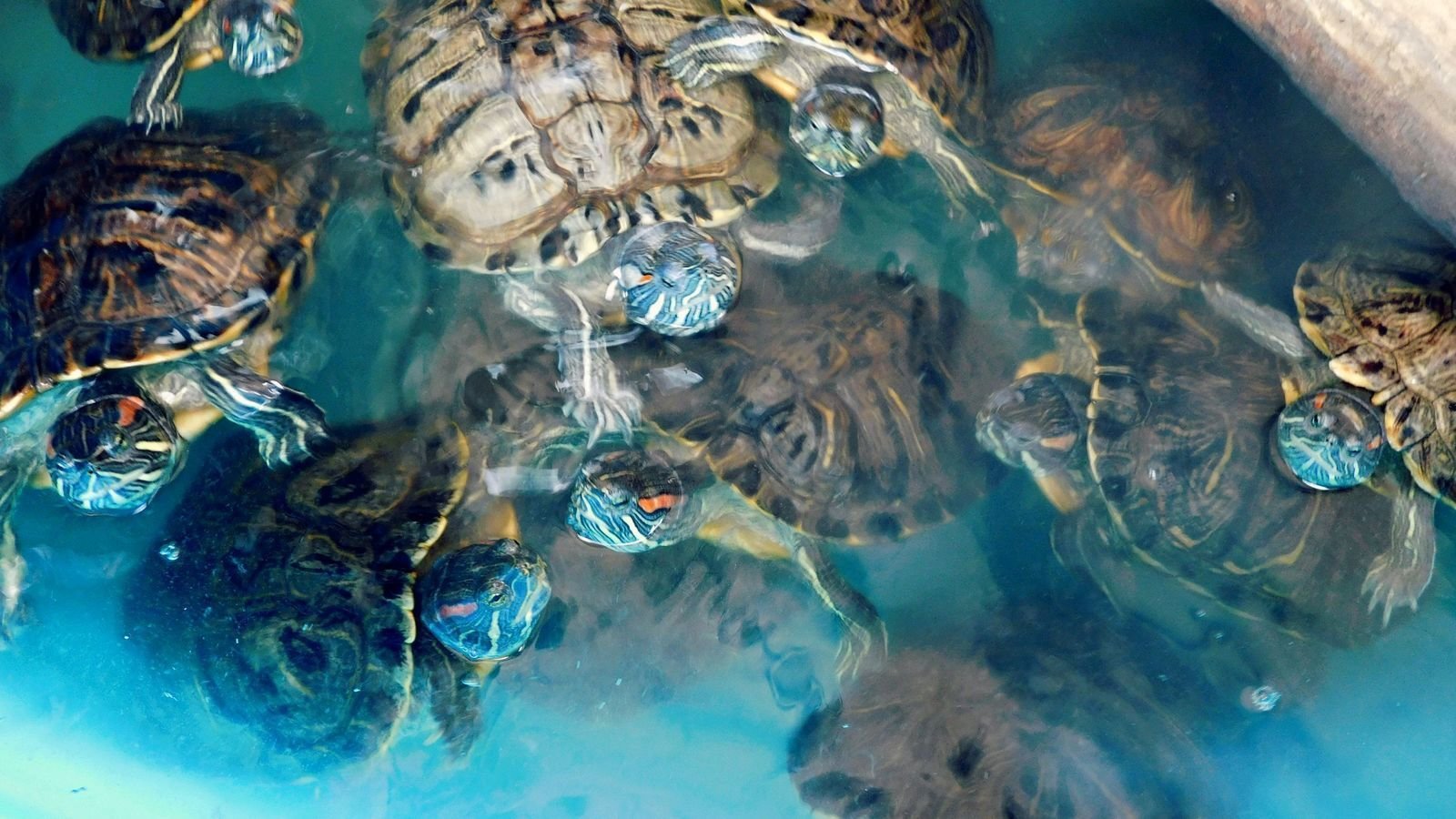 Petition · Let Utah Reptile Rescue Service move into to old West Valley Shelter. United States