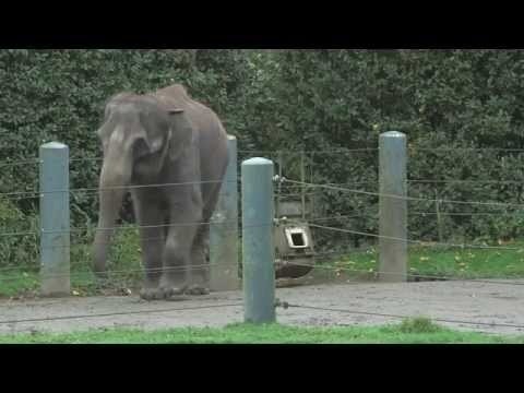 Petition · Send the Woodland Park Zoo Elephants to a Sanctuary · Change.org