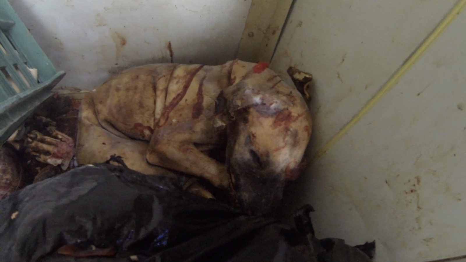 Petition · Tell Sister City, Jinju, Korea, That We're ...