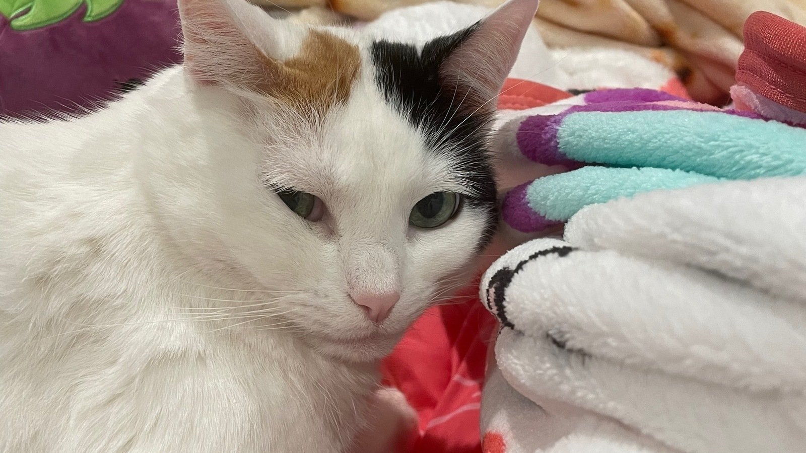 Petition · Ban the declawing of cats in America ·