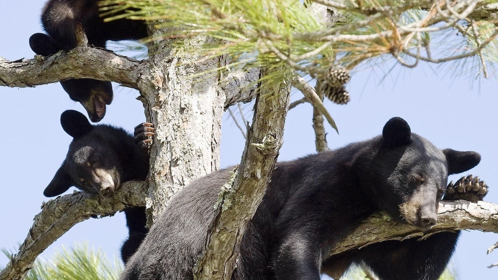 Petition · Save the life of the mama black bear in Gulf Breeze, Florida
