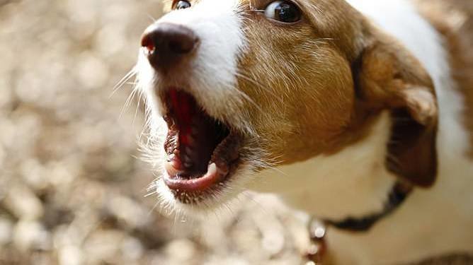 Un Cane Non Se Ne Fa Niente