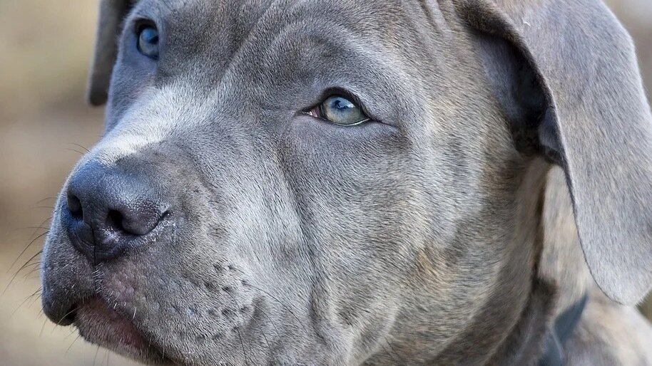Petition · OPPOSE PITBULL DANGEROUS DOG CLASSIFICATION GLADSTONE