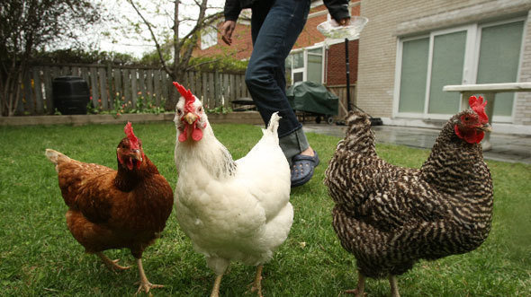 Petition Sue Paterson Allow Citizens To Have Backyard Chickens