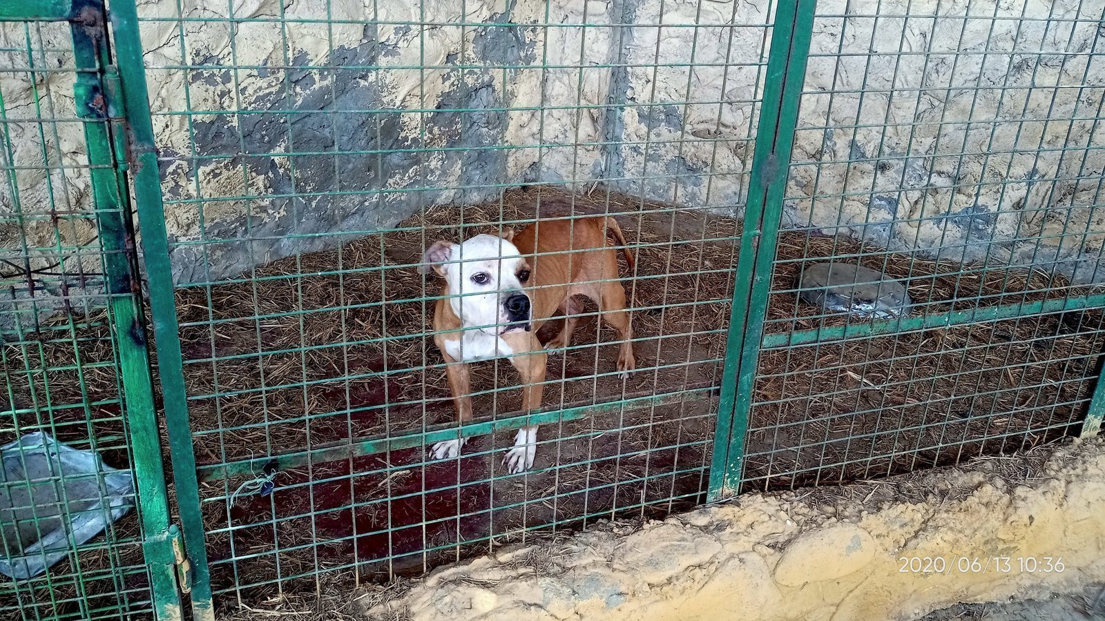 Petition · Stop inhuman treatment of dogs and wild animals in Egypt