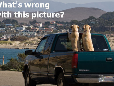 Petition Require All Animals Traveling By Open Bed Flat Bed Or