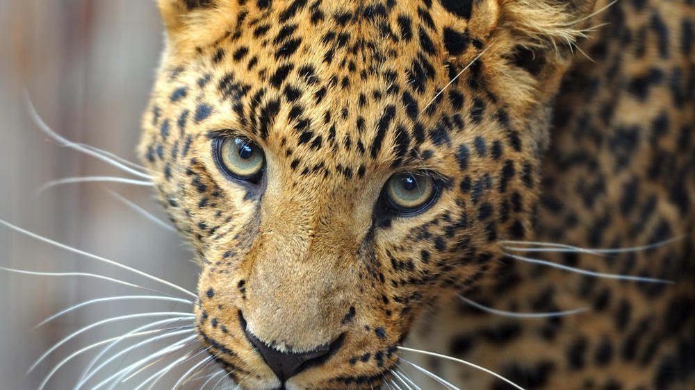 Petition Help Save The Amur Leopards Change