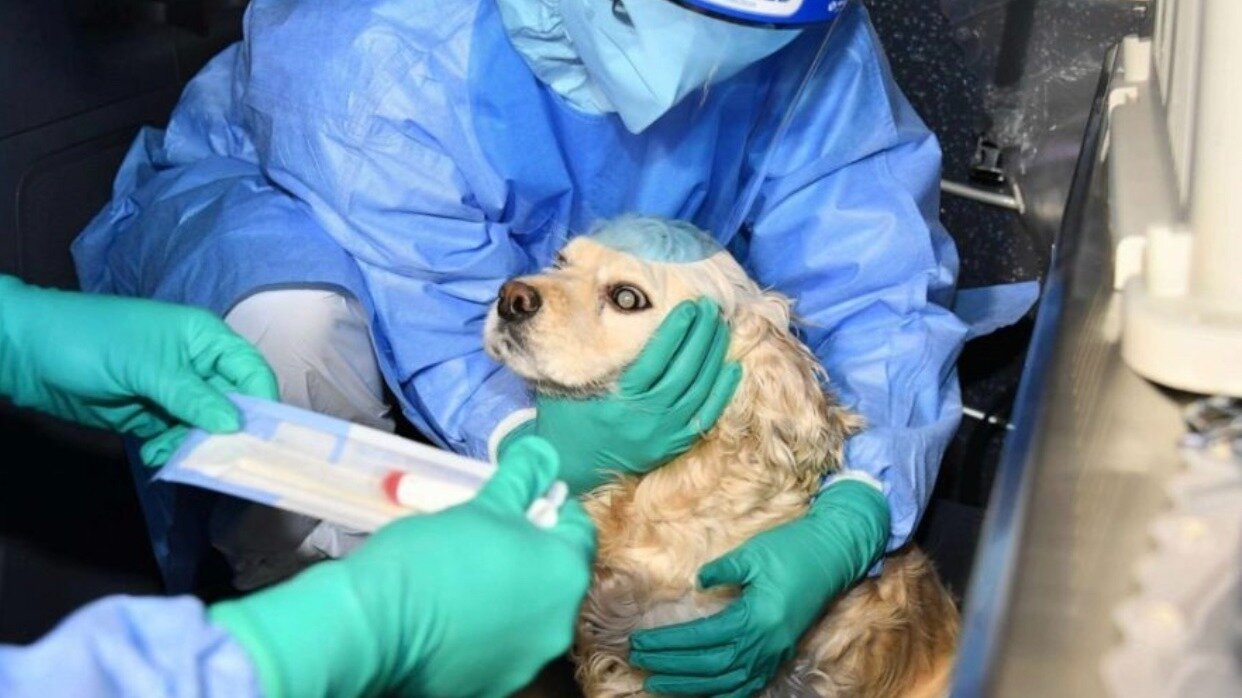 Petition · STOP ANIMAL TESTING Australia ·