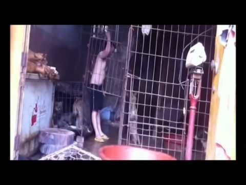 Kampanya · STOP THE YULIN FESTIVAL FOR GOOD! WOULD YOU LIKE TO BE