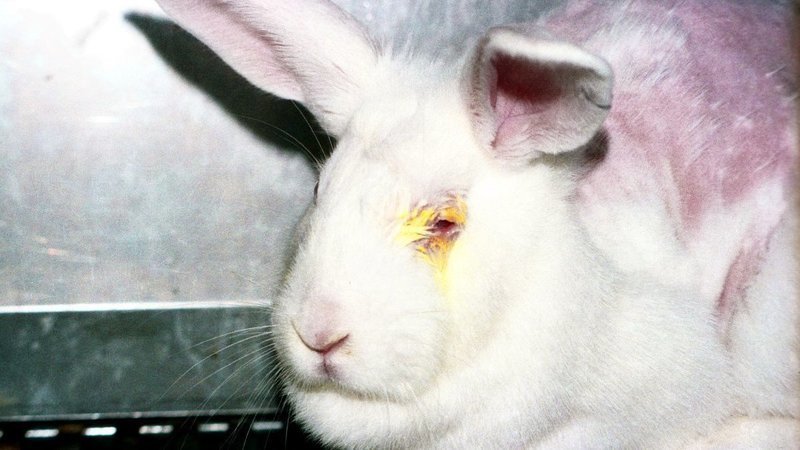Petition · Help ban animal testing on cosmetics in the United States