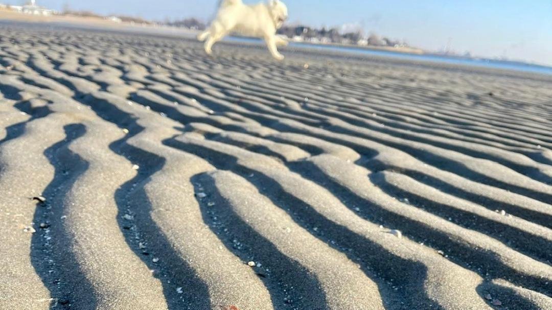 Petition · YearRound Allow Dogs On Fairfield Beaches United States ·