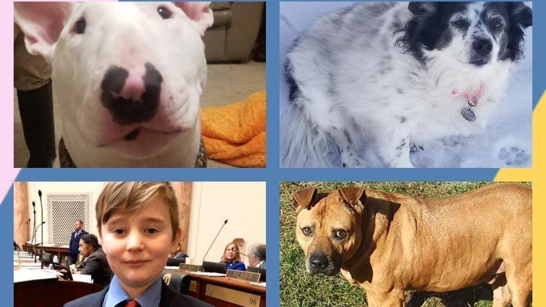 Petition · Please make rescued pets the official pet of the state of