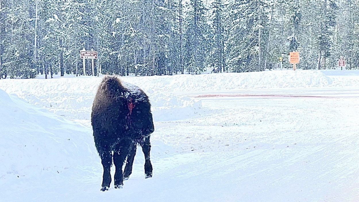 Petition · 13 Yellowstone Buffalo Killed by Semi, Wildlife Bridge Needed for Safe Passage