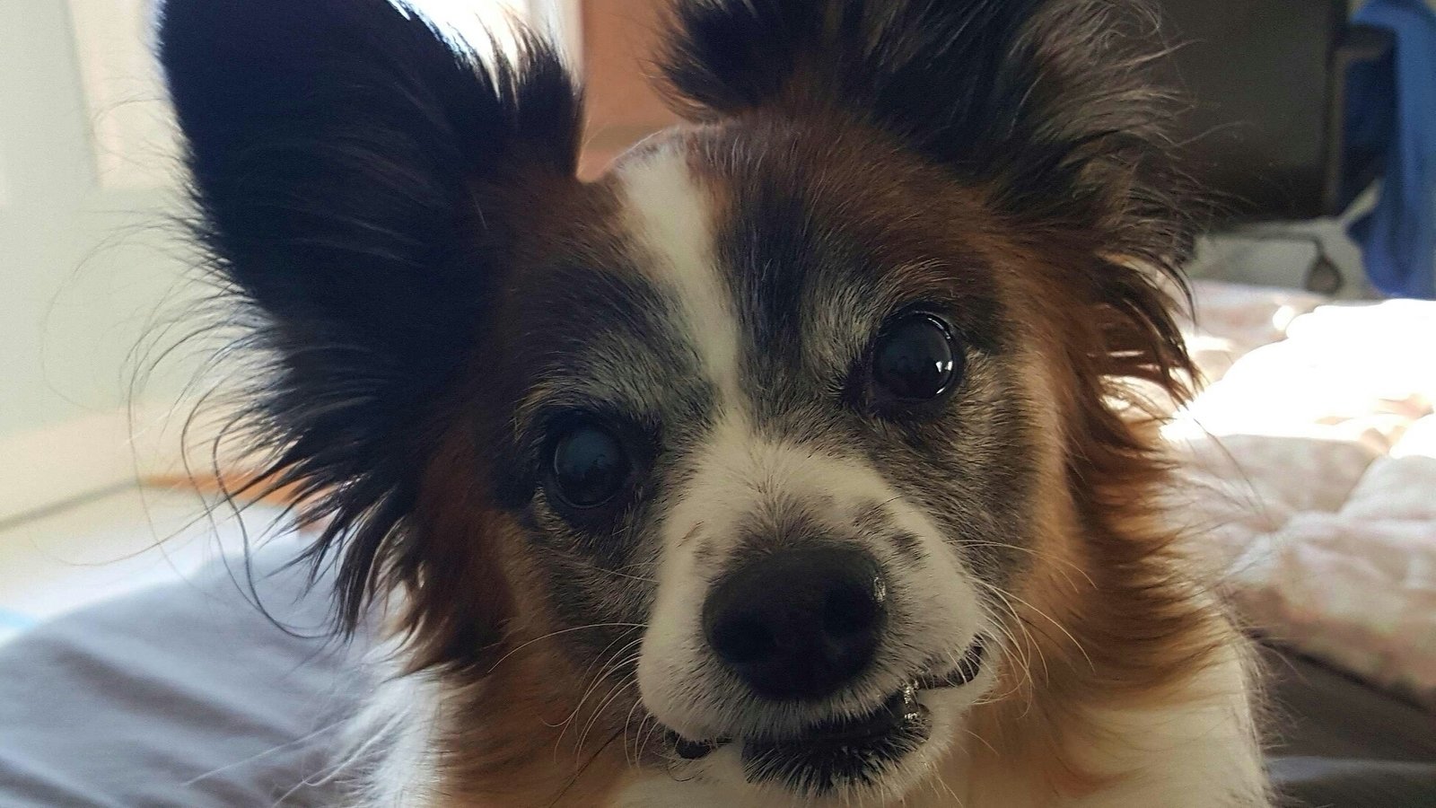 Petition · Petfriendly subsidized student housing at Mount Sinai SOM United States ·