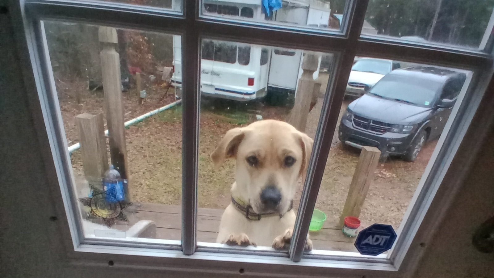 Petition · Let The Dog Roam Free!! United States ·