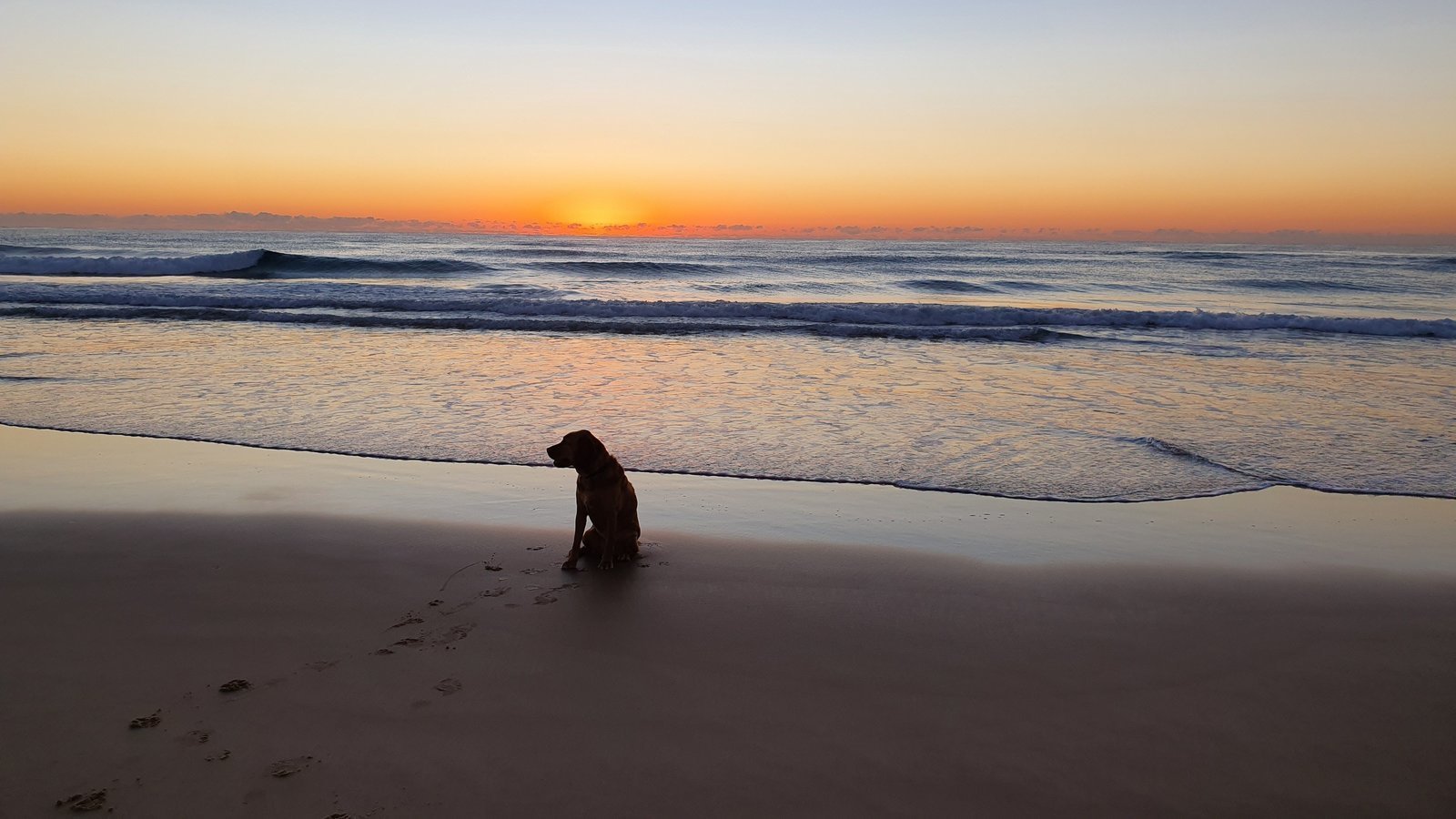 Petition · Protest the removal of Wurtulla dog off leash beach access