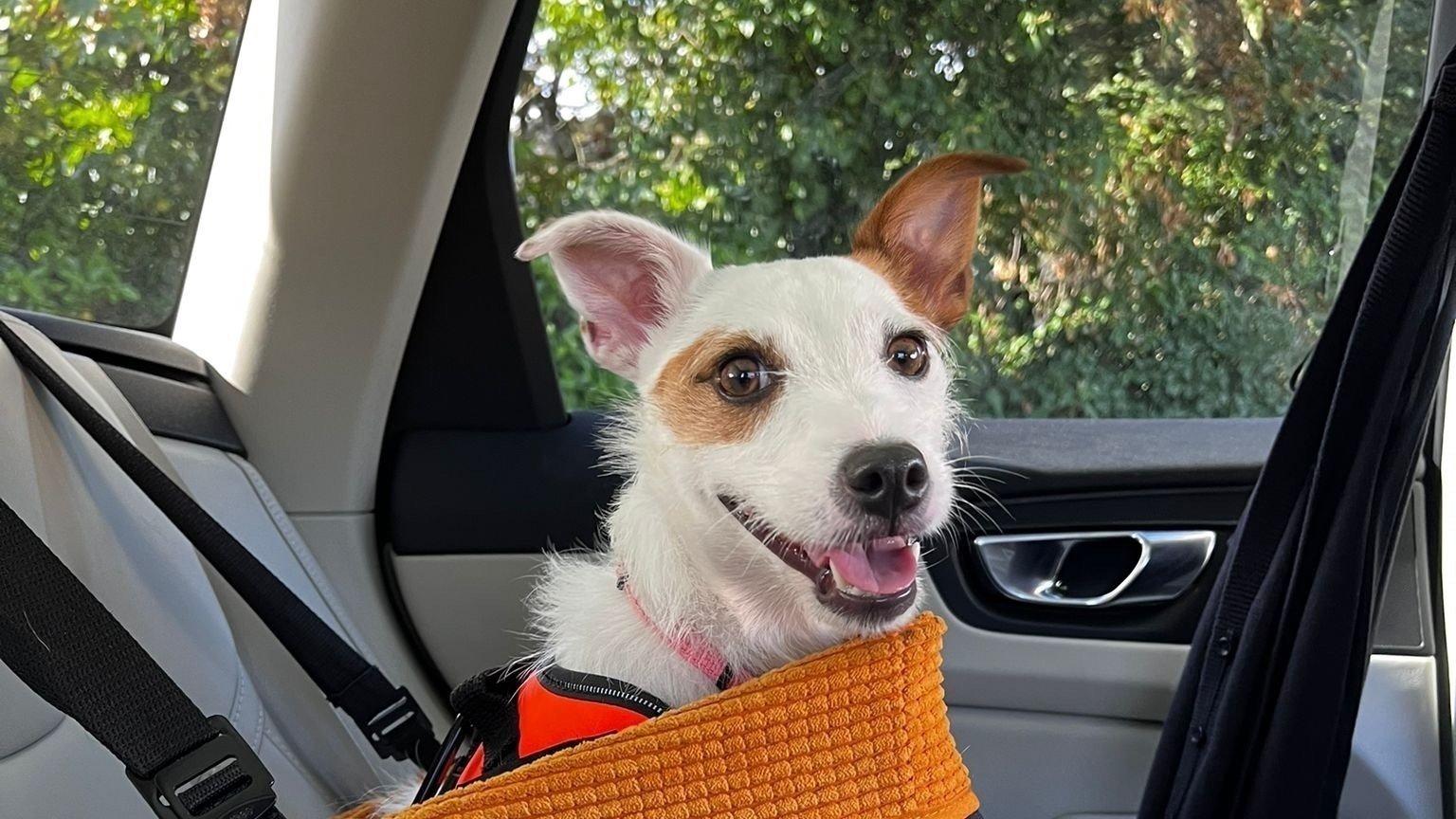 Petition · Allow small dogs and cats flying In the cabin with their