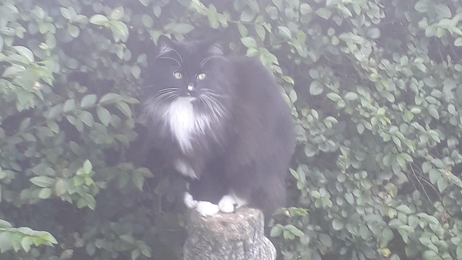 Petition · Make it legal to stop if you hit a cat - United Kingdom