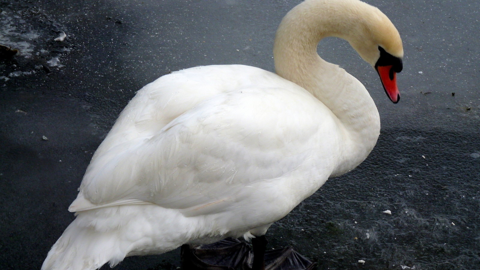 Petition · Don't kill New York's mute swans! ·