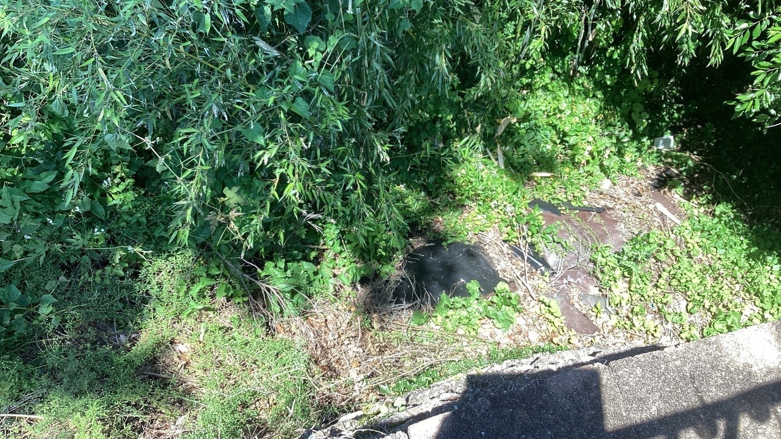 Petition · Invasive bamboo United States ·